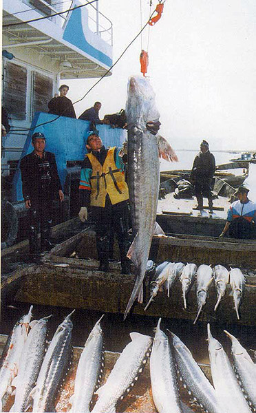 Source is http://academic.evergreen.edu/g/grossmaz/sturgeon.jpg