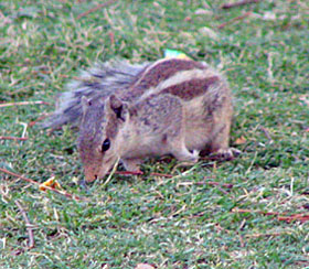 Indian Squirrel
